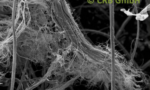 Amiante de chrysotile dans plaque isolante, image MEB | © CRB Analyse Service GmbH